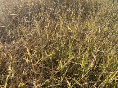 Doğa bahçesindeki kuru çimenler