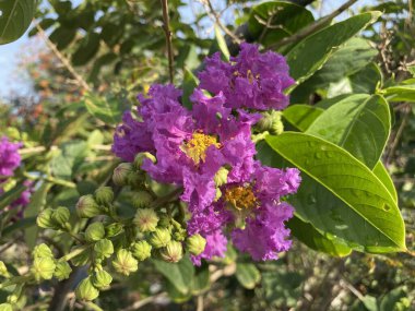 Lagerstroemia Specosa Çiçeği Doğa Bahçesinde