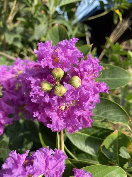 Lagerstroemia Speciosa Kwiat Ogrodzie Przyrody — Zdjęcie stockowe