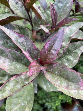 Doğa bahçesinde karikatür bitkisi