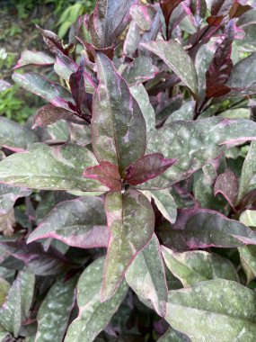 Doğa bahçesinde karikatür bitkisi