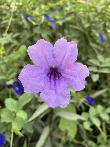 自然界花园中的紫色杜鹃花 — 图库照片