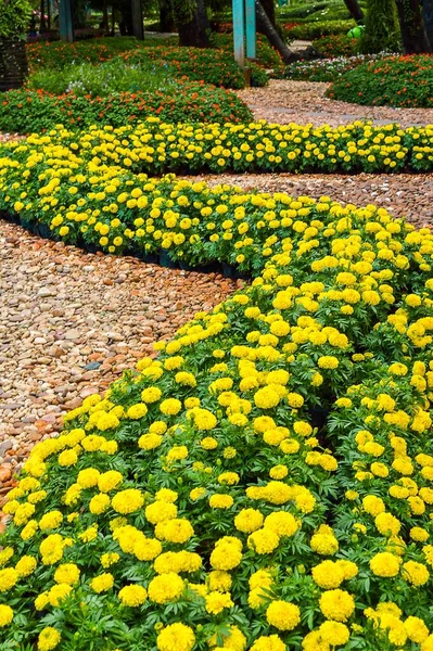 Gelbe Tagetes Erecta Blume Naturgarten — Stockfoto