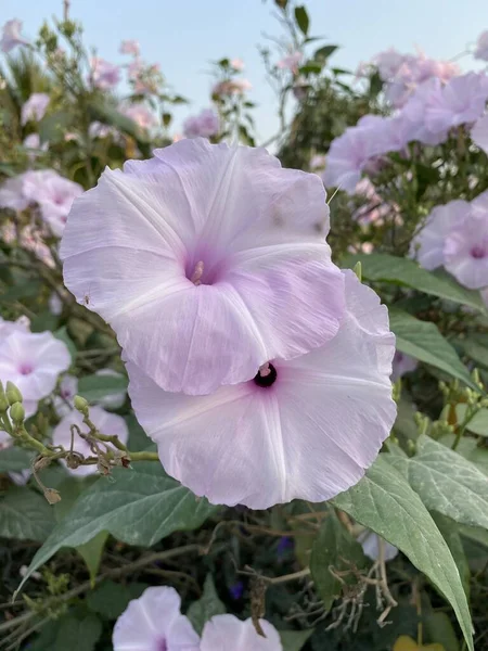 Flor Gloria Mañana Jardín Naturaleza —  Fotos de Stock