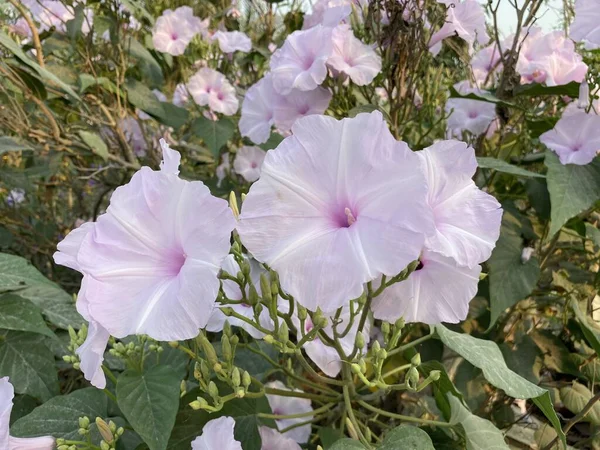 自然の庭での朝の栄光の花 — ストック写真