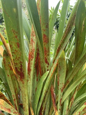 Doğa bahçesinde kan bitkisi