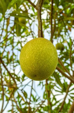 Doğa bahçesindeki taze yeşil Cerbera odollam meyvesini kapatın.