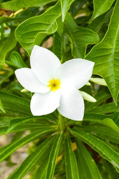 Plumeria Bloem Natuur Tuin — Stockfoto