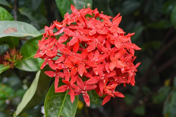 Piros Ixora Coccinea Virág Természetben Kert — Stock Fotó