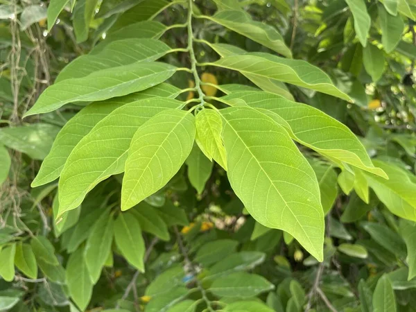 Φρέσκα Πράσινα Φύλλα Annona Squamosa Στον Κήπο Της Φύσης — Φωτογραφία Αρχείου