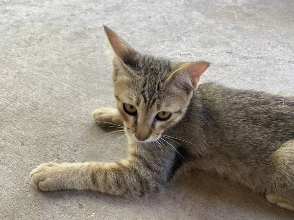 Cute Tabby Cat Cement Floor — Stock Photo, Image