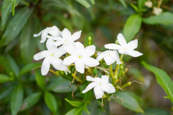 Wrightia Bloem Natuur Tuin — Stockfoto