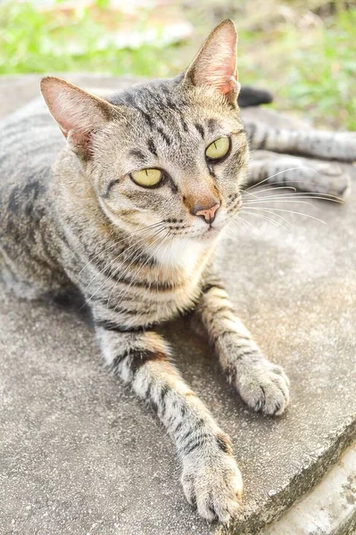 Cute Tabby Cat Cement Floor — Stock Photo, Image