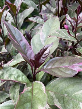 Doğa bahçesinde karikatür bitkisi