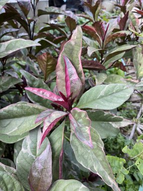 Doğa bahçesinde karikatür bitkisi