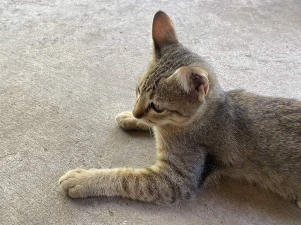 Kucing Lucu Lantai Semen — Stok Foto