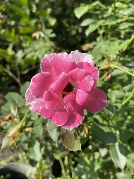 Rosa Ros Blomma Naturen Trädgård — Stockfoto