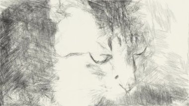 Güzel kedinin siyah beyaz çizimi