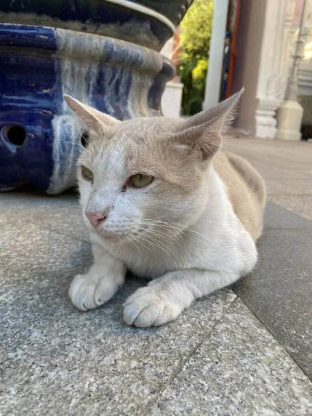 Kucing Lucu Lantai Semen — Stok Foto