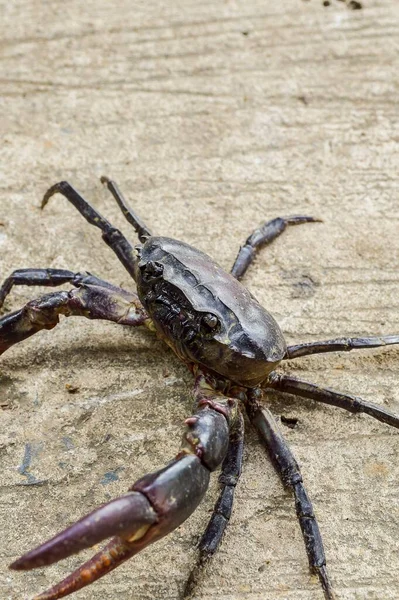 Kepiting Sawah Lantai Semen — Stok Foto