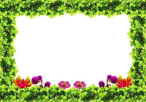 Pflanze Und Blumenrahmen Auf Weißem Hintergrund — Stockfoto