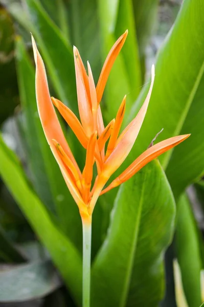 Canna Indica Blume Garten — Stockfoto