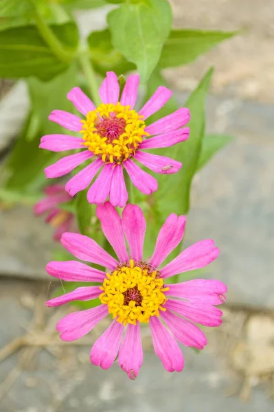 Rosa Zinnia Elegans Blume Naturgarten — Stockfoto