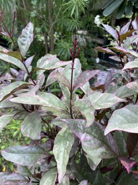 Doğa bahçesinde karikatür bitkisi