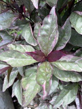 Doğa bahçesinde karikatür bitkisi