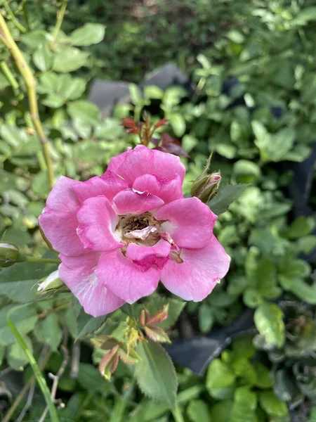 Rosa Ros Blomma Naturen Trädgård — Stockfoto