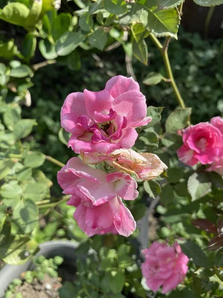 緑の庭にピンクのバラの花 — ストック写真