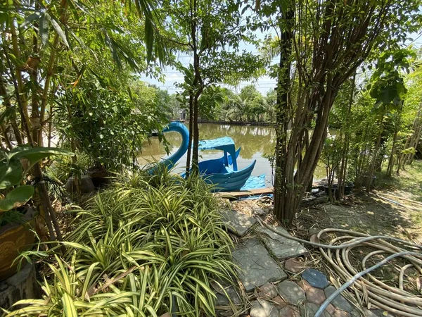 Barco Cisne Estanque Jardín Natural — Foto de Stock