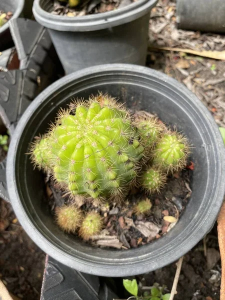 Groene Cactus Boom Natuur Tuin — Stockfoto