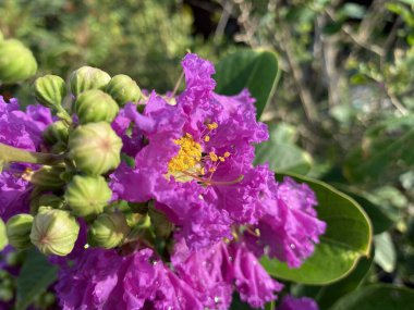 Lagerstroemia Specosa Çiçeği Doğa Bahçesinde