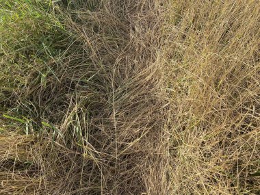 Doğa bahçesindeki kuru çimenler