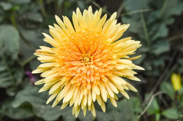 Желтый Цветок Герберы Саду Природы — стоковое фото
