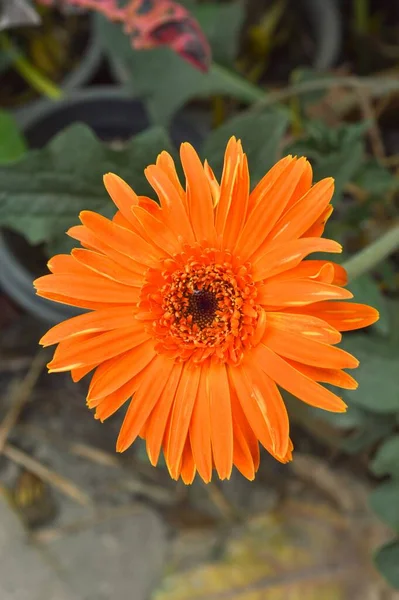 Πορτοκαλί Λουλούδι Ζέρμπερα Στον Κήπο Της Φύσης — Φωτογραφία Αρχείου