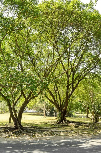 Giardino Verde Nel Paese Thailandia — Foto Stock