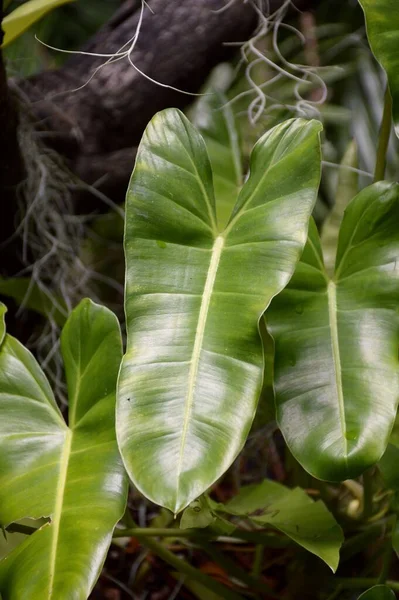 Frische Grüne Philodendronblätter Garten — Stockfoto