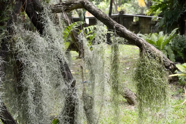 Tillansia Usenoides Roślin Ogrodzie Przyrody — Zdjęcie stockowe