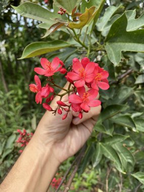 Jatropha integerrima çiçeğini insan elinin üzerine kapatın.