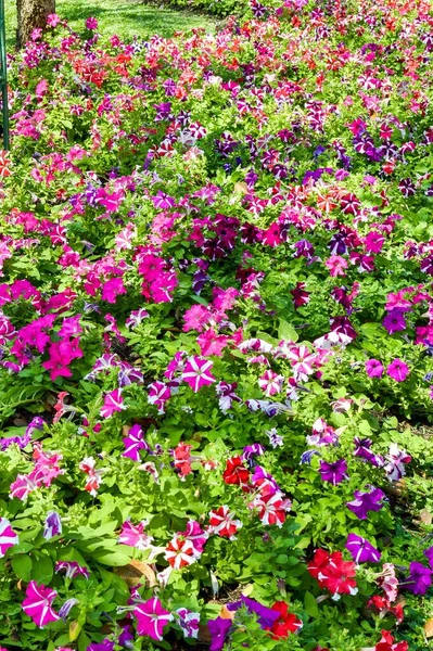 Beautiful Petunia Hybrid Flower Nature Garden — Stock Photo, Image