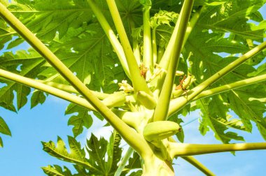 Meyve bahçesinde yeşil papaya ağacı