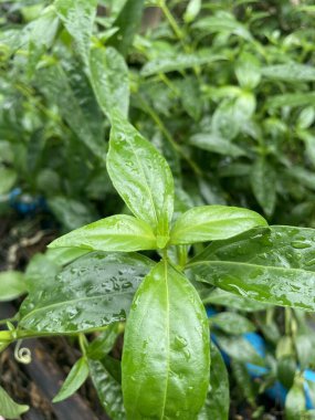 Taze yeşil Andrographis panikleme bitkisi doğa bahçesinde