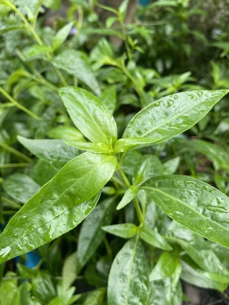 Свежий Зеленый Andrographis Paniculata Завод Саду Природы — стоковое фото