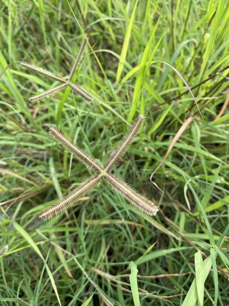 Grass Flower Nature Garden — Stock Photo, Image