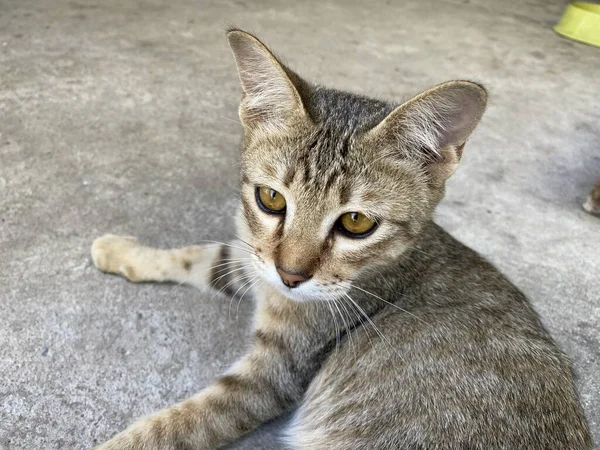 Cute Tabby Cat Cement Floor — Stock Photo, Image