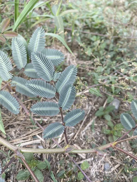 Taze Yeşil Mimosa Pudika Bitkisi Doğa Bahçesinde Yerde — Stok fotoğraf