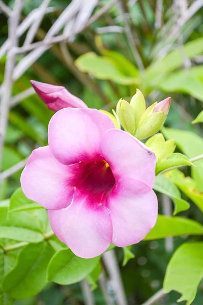 Fialová Bignonia Květina Zahradě Přírody — Stock fotografie