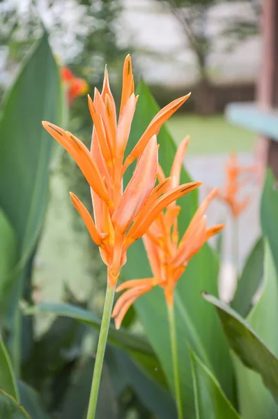 Canna Indica Flor Jardín —  Fotos de Stock